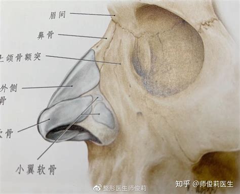 鼻頭中間凹|鼻子中间那个软骨左边摸上去是凹下去的怎么回事